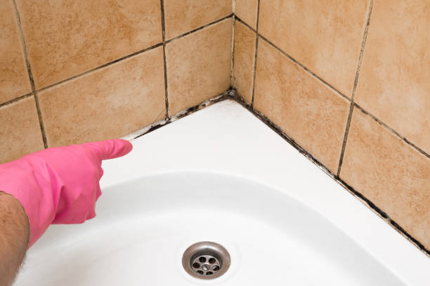 Trusted Lely Resort, FL Mold Removal Experts